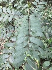 Toxicodendron striatum