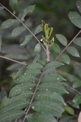 Toxicodendron striatum
