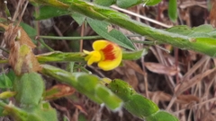 Zornia thymifolia