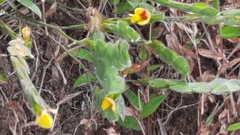 Zornia thymifolia