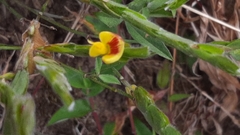 Zornia thymifolia