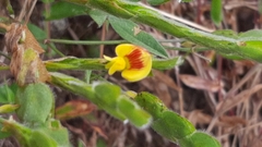 Zornia thymifolia
