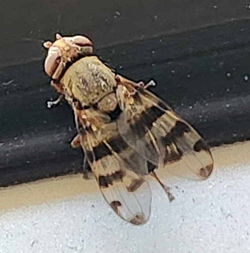 Unknown species found near Scottsdale, AZ 85256, USA
