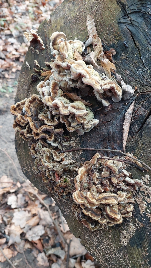 Auricularia mesenterica · December 2025 · photo: © viktorstrenada (iNaturalist, cc-by)