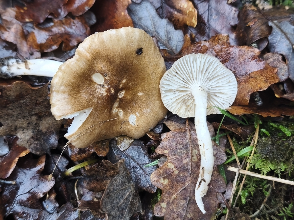Hygrophorus arbustivus · December 2025 · photo: © mycototor (iNaturalist, cc-by)