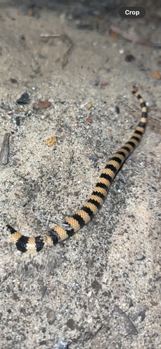 Southern Desert Banded Snake sighting