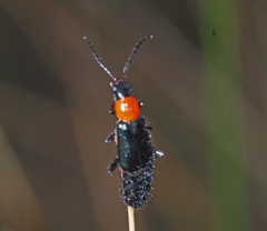 Carphurus cyanopterus