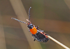 Carphurus cyanopterus