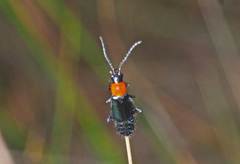 Carphurus cyanopterus