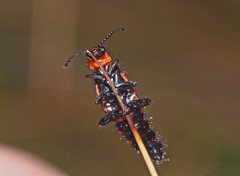 Carphurus cyanopterus