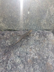 Stenocercus crassicaudatus