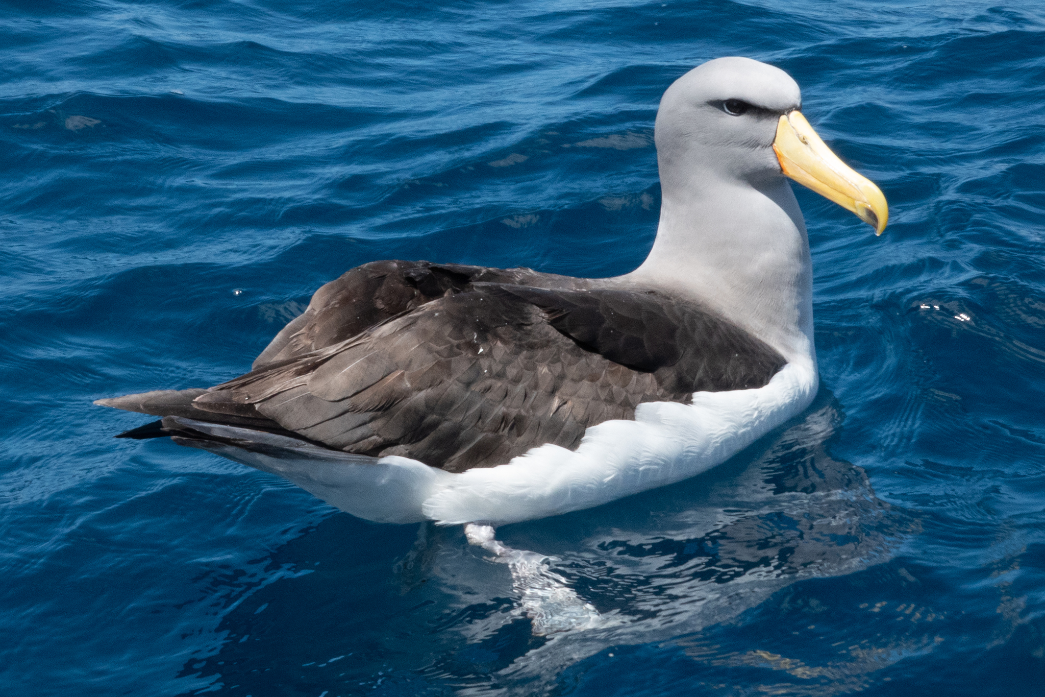 Albatros de las Chatham (Thalassarche eremita) · iNaturalist Ecuador