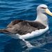 Albatros de Las Chatham - Photo (c) Euan Moore, algunos derechos reservados (CC BY-NC), subido por Euan Moore