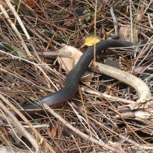 Red-bellied Black Snake sighting