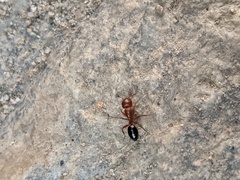 Camponotus sayi