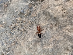 Camponotus sayi