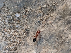 Camponotus sayi