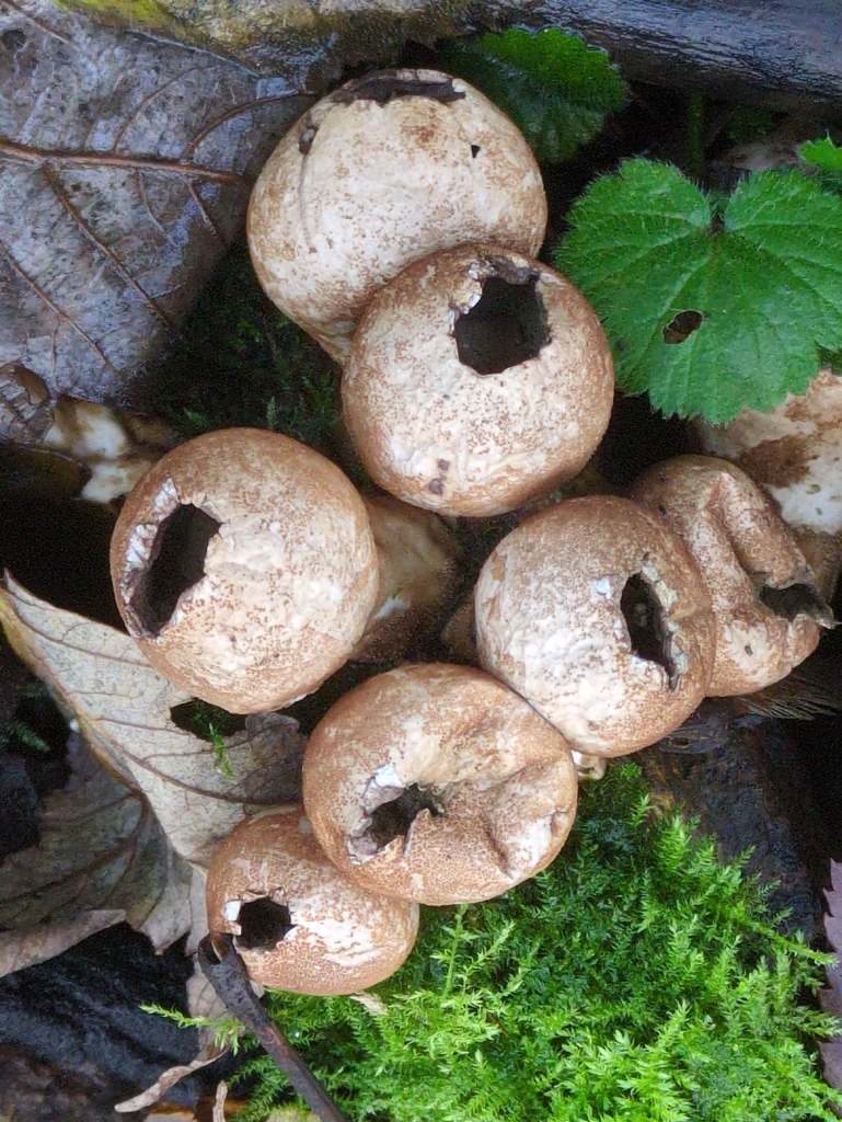 Apioperdon pyriforme · December 2025 · photo: © guywallbanks (iNaturalist, cc-by)