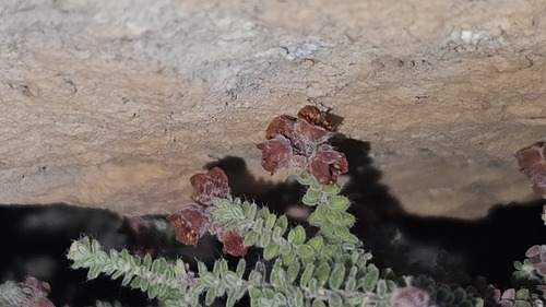 Cave Heath (Erica cedromontana)