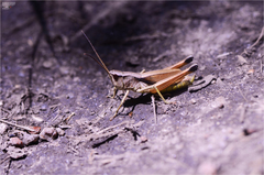 Podismopsis genicularibus