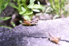 Podismopsis genicularibus