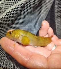 Sad Klipfish photo 3