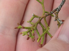 Juniperus pinchotii