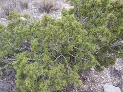 Juniperus pinchotii
