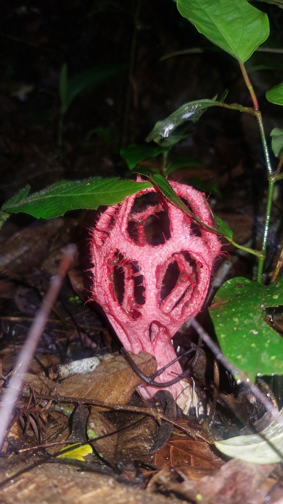 Clathrus cristatus · December 2025 · photo: © andre_rc (iNaturalist, cc-by)