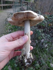 Volvopluteus gloiocephalus