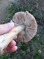 Volvopluteus gloiocephalus