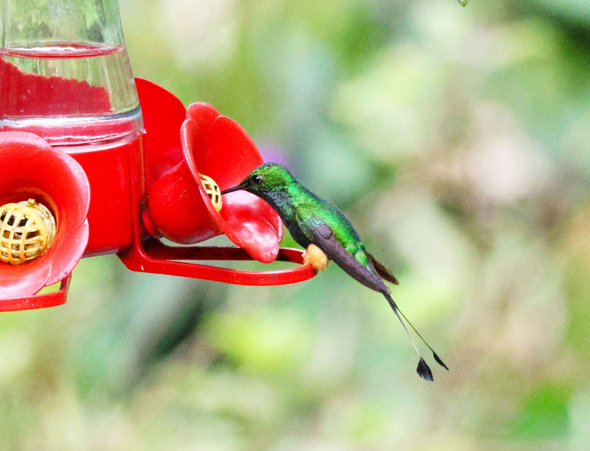 Rufous-booted Racket-tail (Ocreatus addae), photo 3