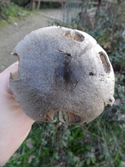 Volvopluteus gloiocephalus