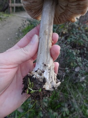 Volvopluteus gloiocephalus