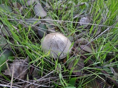 Volvopluteus gloiocephalus