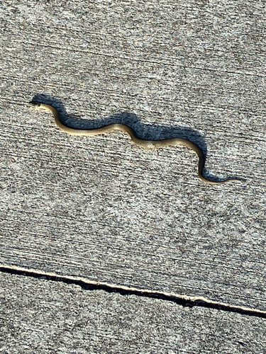 Crowned Snake sighting