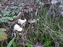 Volvopluteus gloiocephalus