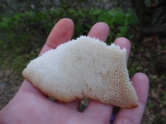 Polyporus tuberaster