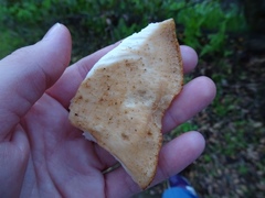 Polyporus tuberaster