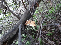 Polyporus tuberaster