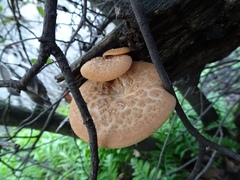 Polyporus tuberaster