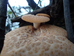 Polyporus tuberaster