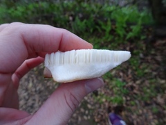 Polyporus tuberaster