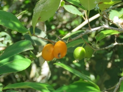 Eugenia bunchosiifolia, photograph Pablo Cauã da Silva Toledo, CC BY, iNaturalist via GBIF