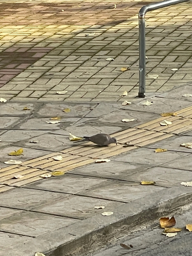Eurasian Collared-Dove