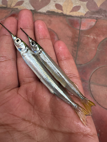 Redtip halfbeak (Hyporhamphus xanthopterus) — Hemiramphidae — 4