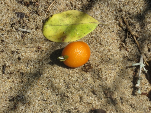 Eugenia bunchosiifolia, photograph 5