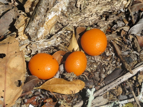 Eugenia bunchosiifolia, photograph 6