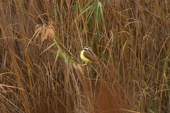 Pitangus sulphuratus