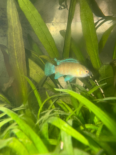 Badis (Badis badis) — Badidae